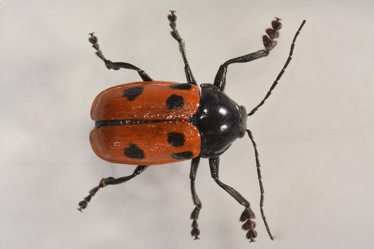 Cryptocephalus loreyi? Sì.